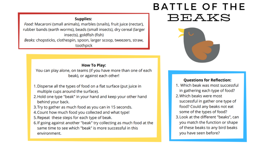 Battle of the Beaks