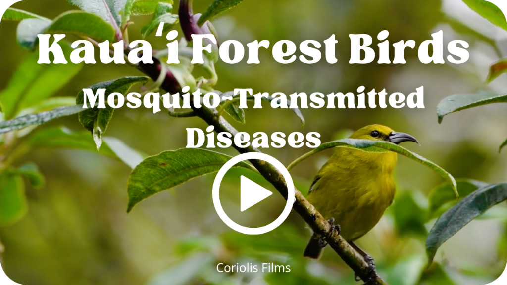 Kauaʻi Forest Birds- Coriolis Films