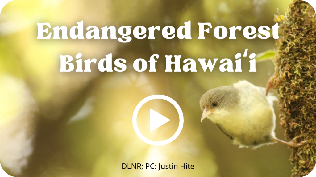 Endangered Forest Birds of Hawaiʻi Video
