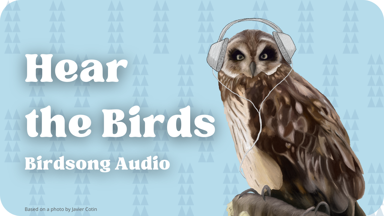 Hear the birds birdsong audio