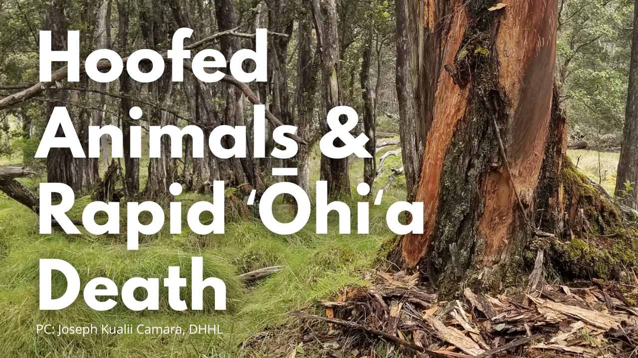 Hoofed animals & rapid ʻōhiʻa death