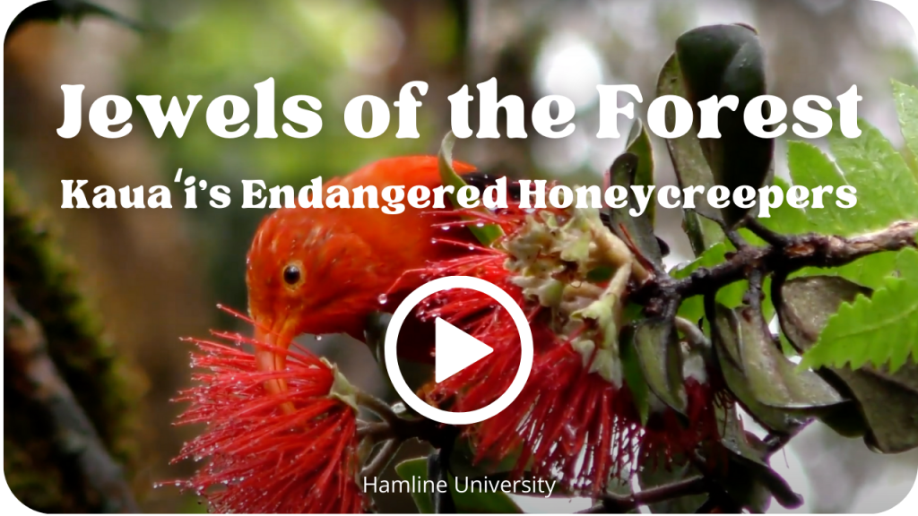 Jewels of the Forest