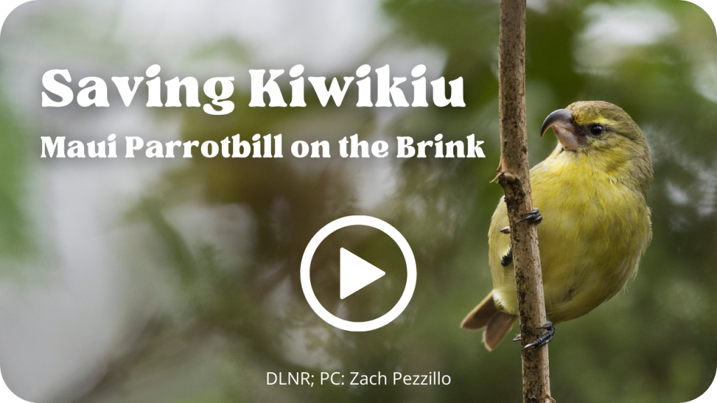 Saving Kiwikiu Video