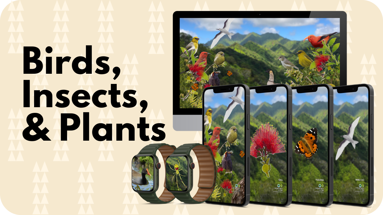 Birds Insects Plants backgrounds