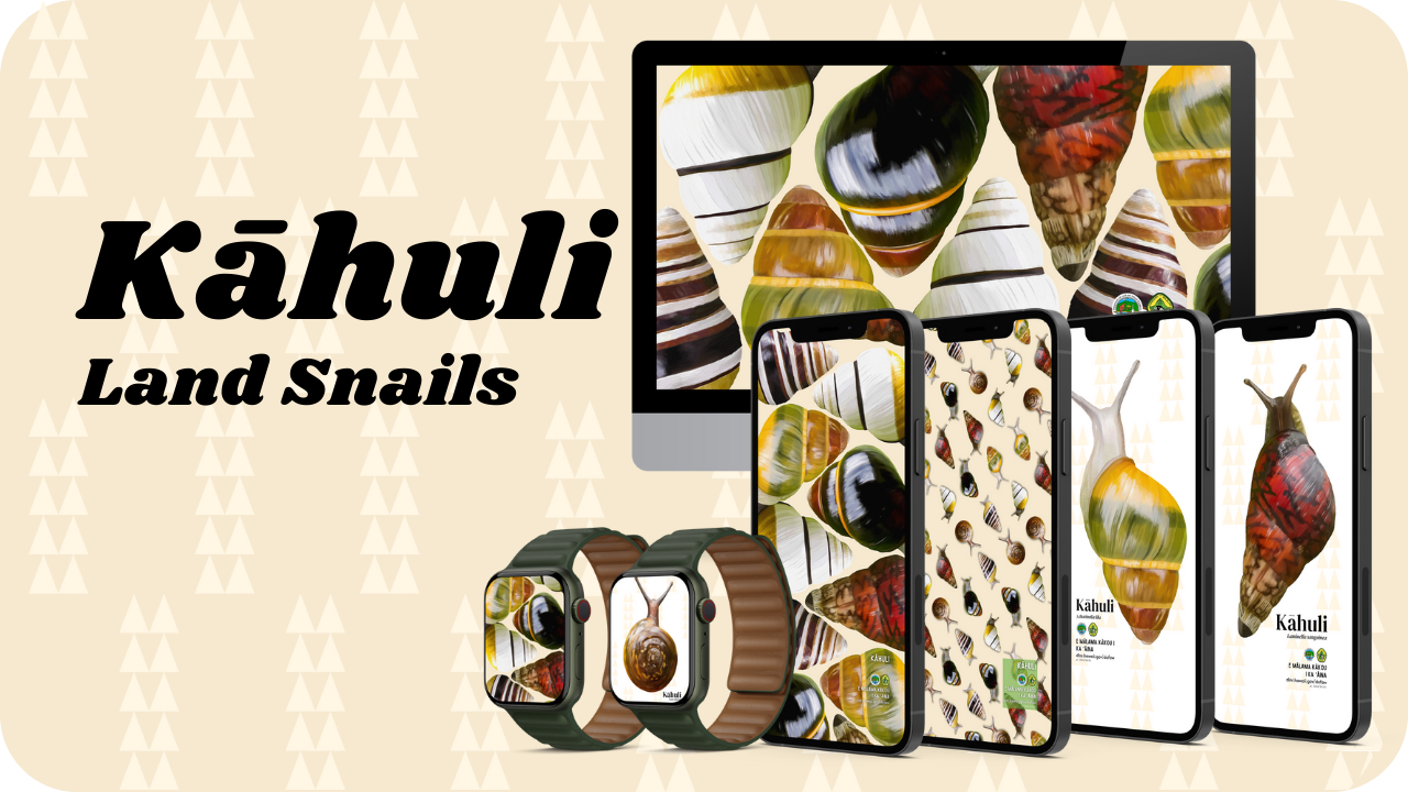 Kāhuli backgrounds
