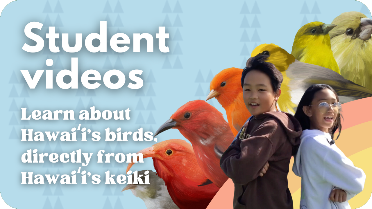Student videos about forest birds