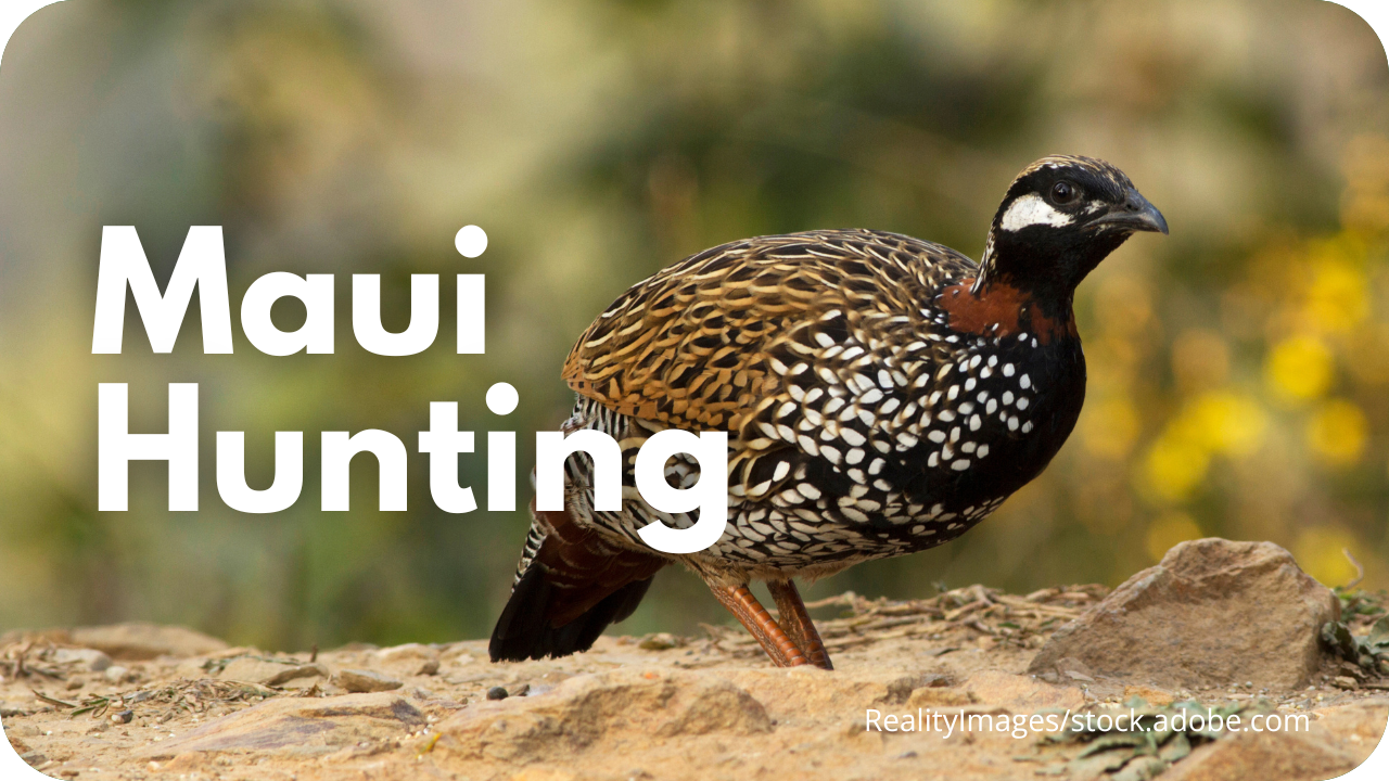 Maui hunting