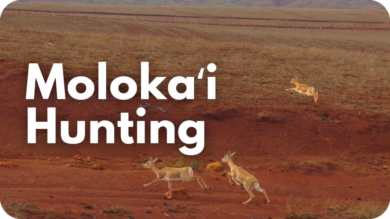 Molokai hunting