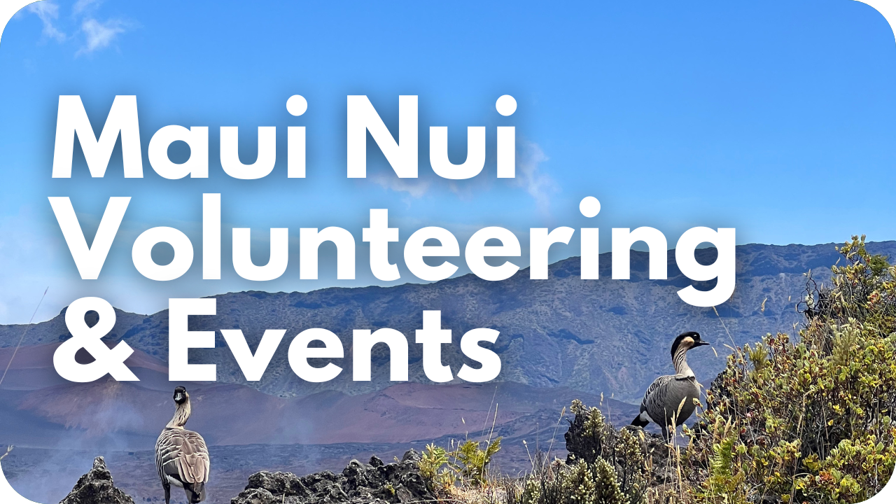 Maui Events