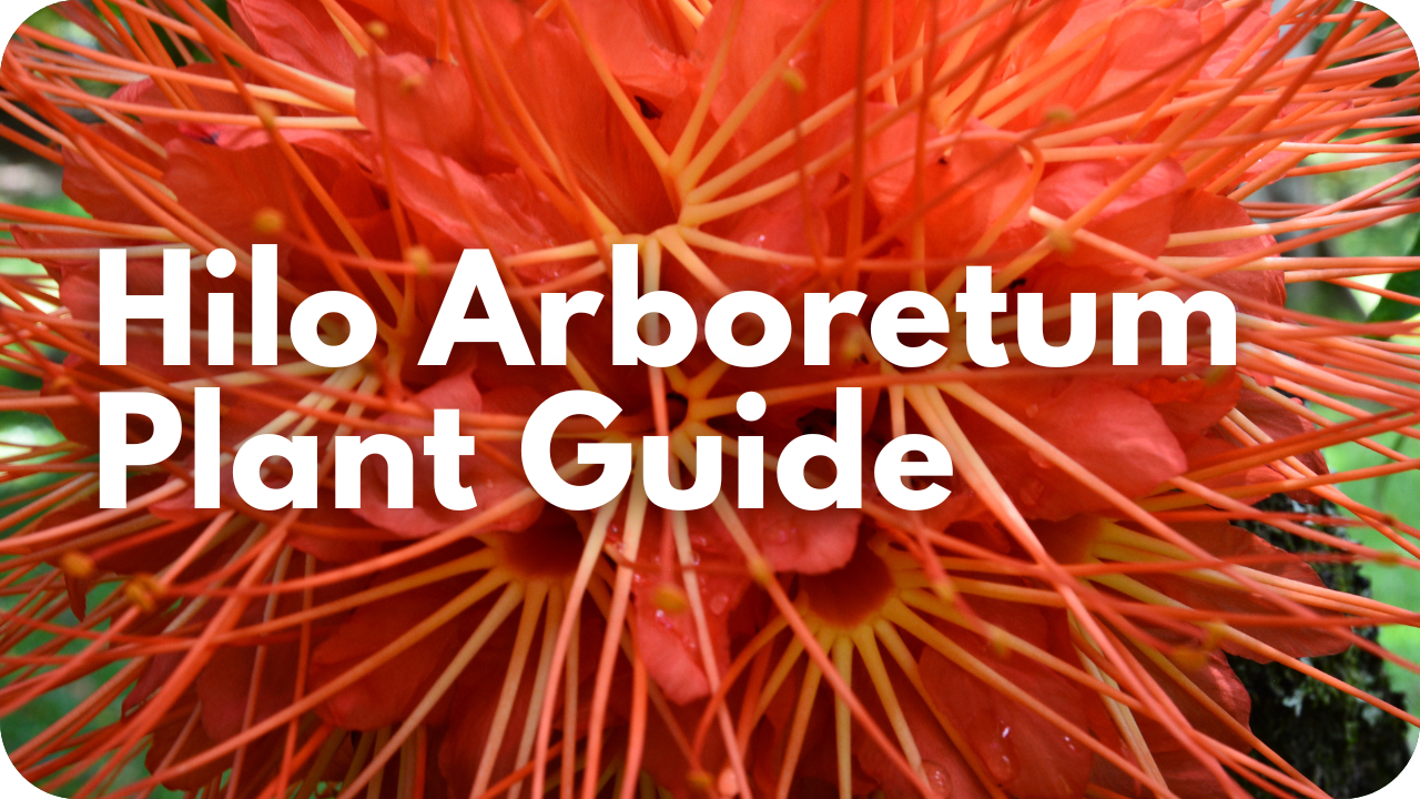 Hilo Arboretum Plant Guide