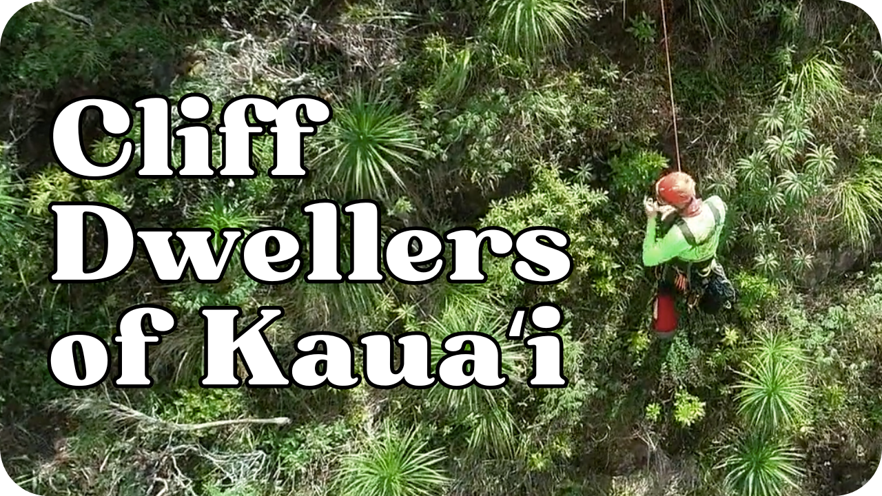 Cliff Dwellers of Kauaʻi thumbnail- a botanist rapelling to find plants