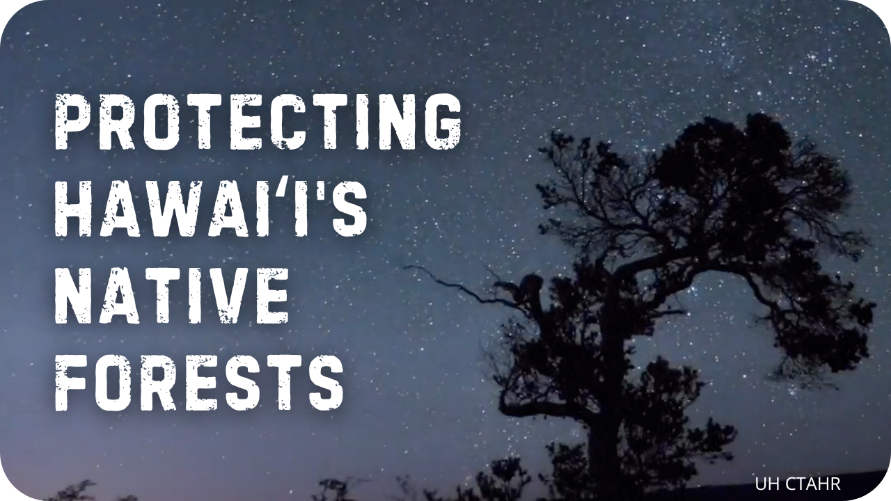 Protecting Hawaiʻi's Native Forests thumbnail