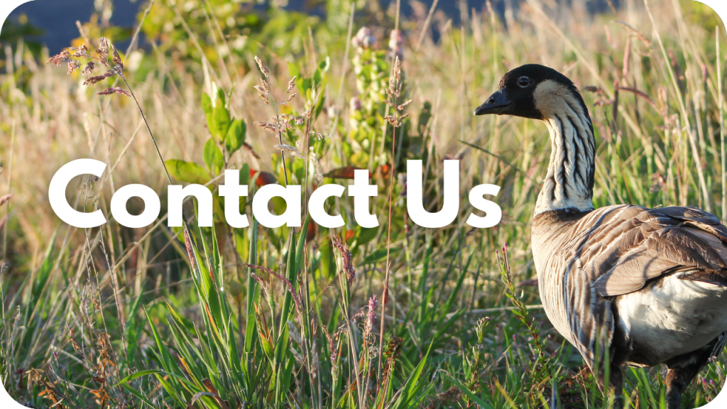 Contact Us- photo of nēnē