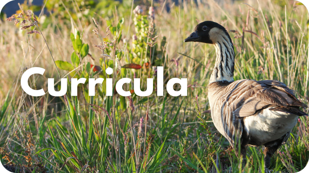 Curricula- photo of nēnē