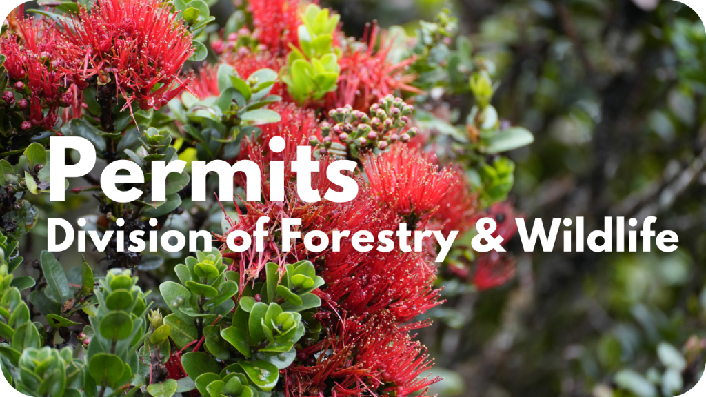 Permits- Division of Forestry and Wildlife- photo of ohia