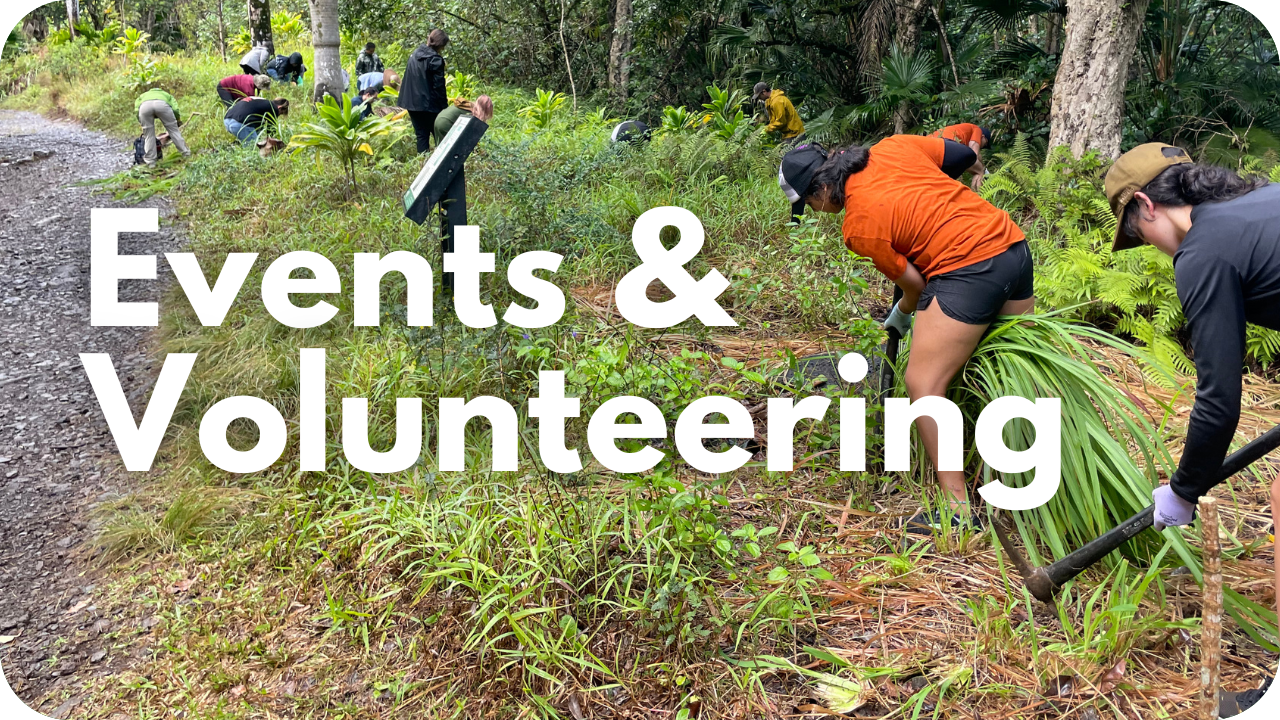 Events and volunteering- photo of people volunteering