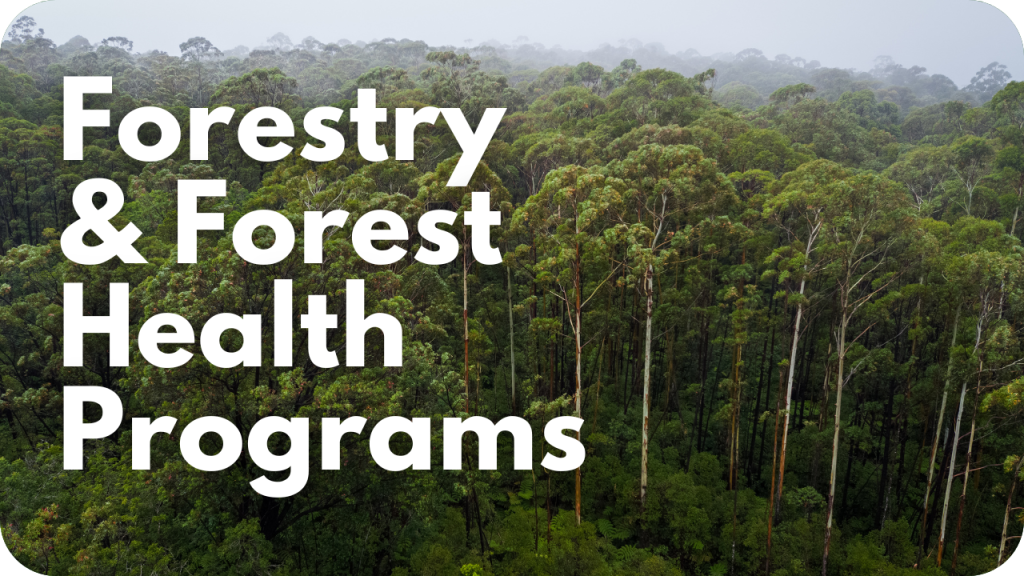 Forestry & Forest Health Programs- photo of a forest