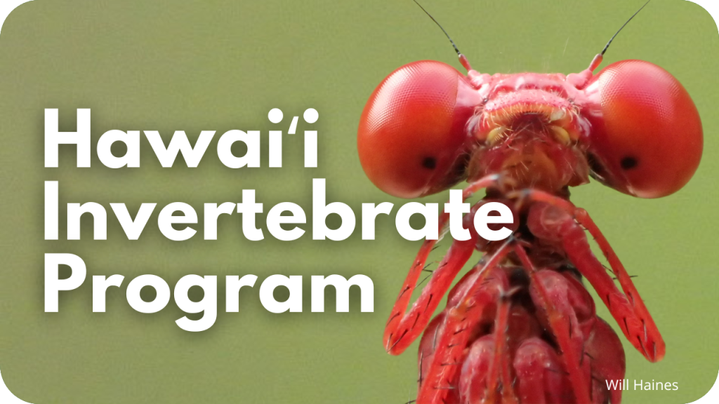 Hawaiʻi Invertebrate Program- photo of damselfly