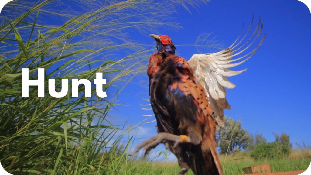 Hunt- photo of game bird