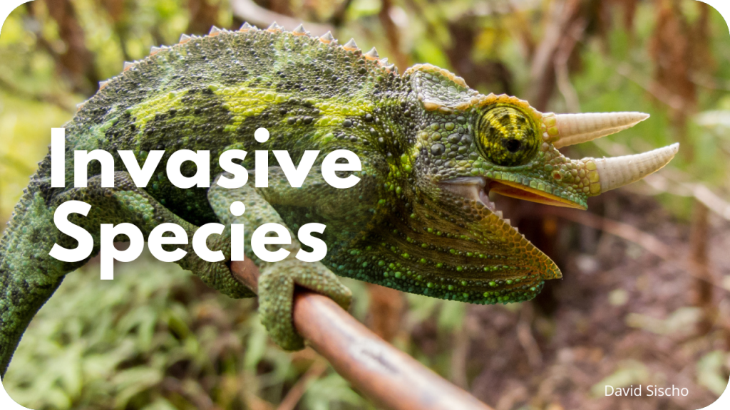 Invasive Species- photo of chameleon