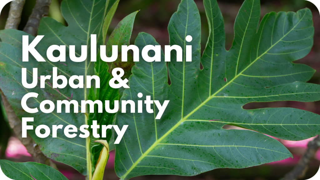Kaulunani Urban and Community Forestry- photo of ulu