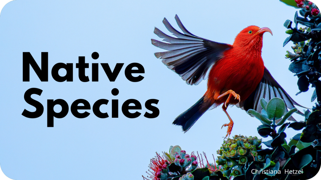 Native Species- photo of ʻiʻiwi