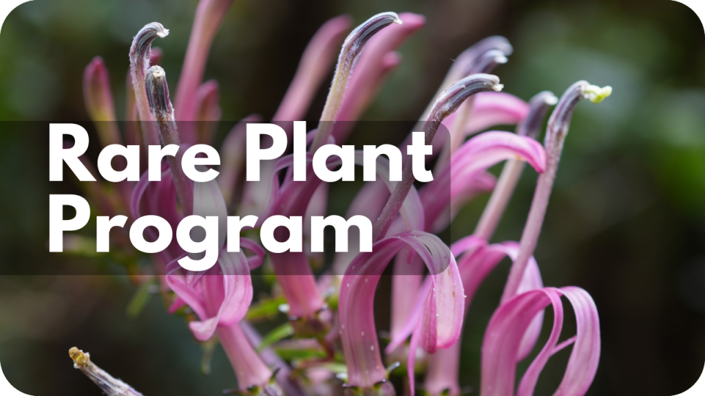 Rare Plant Program- photo of plant