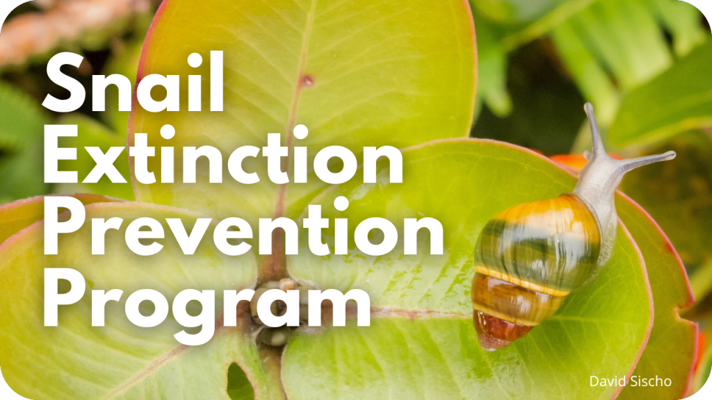 Snail Extinction Prevention Program- photo of snail