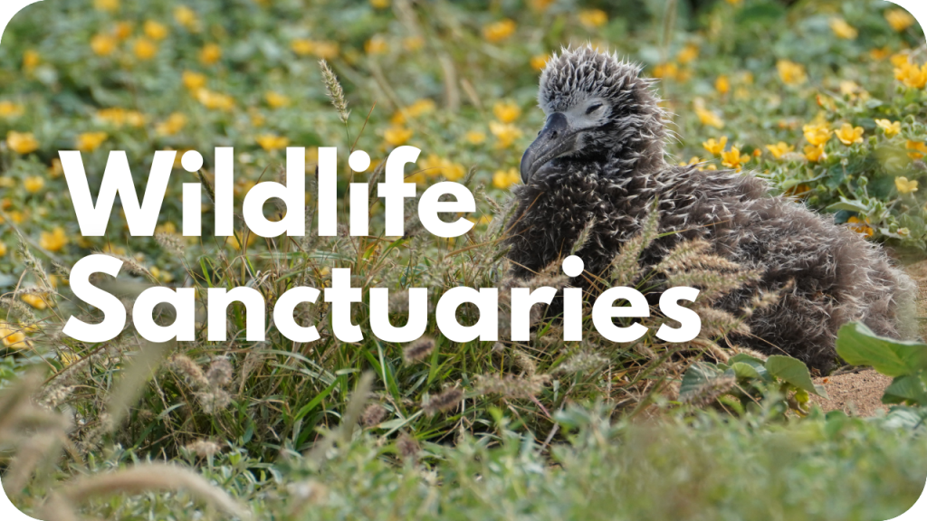 Wildlife Sanctuaries- photo of albatross chick