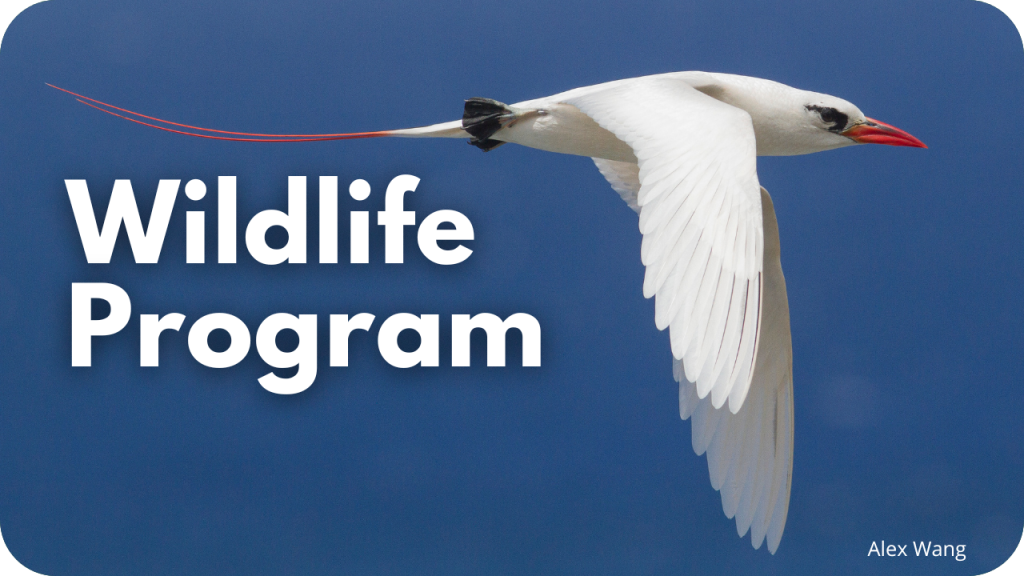 Wildlife Program- photo of a seabird
