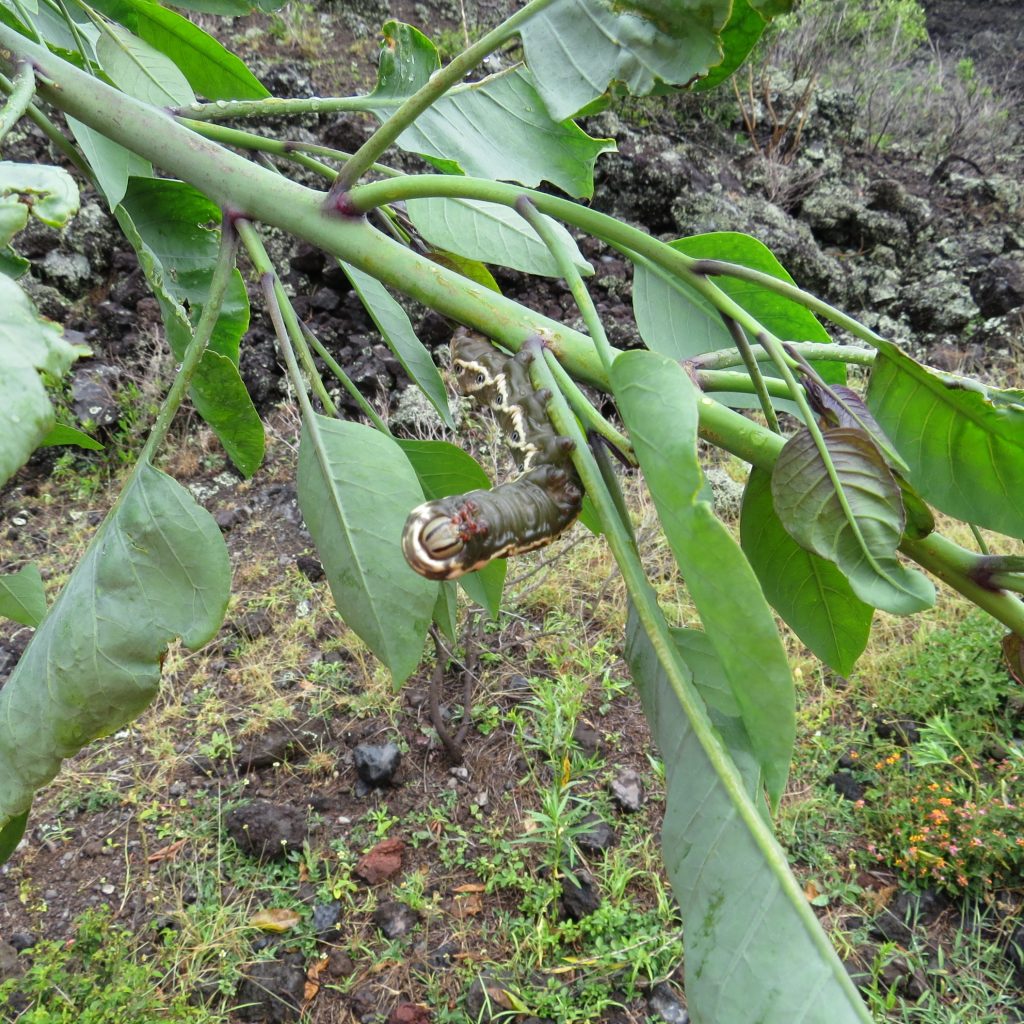 Blackburn Sphinx Moth Caterpillar