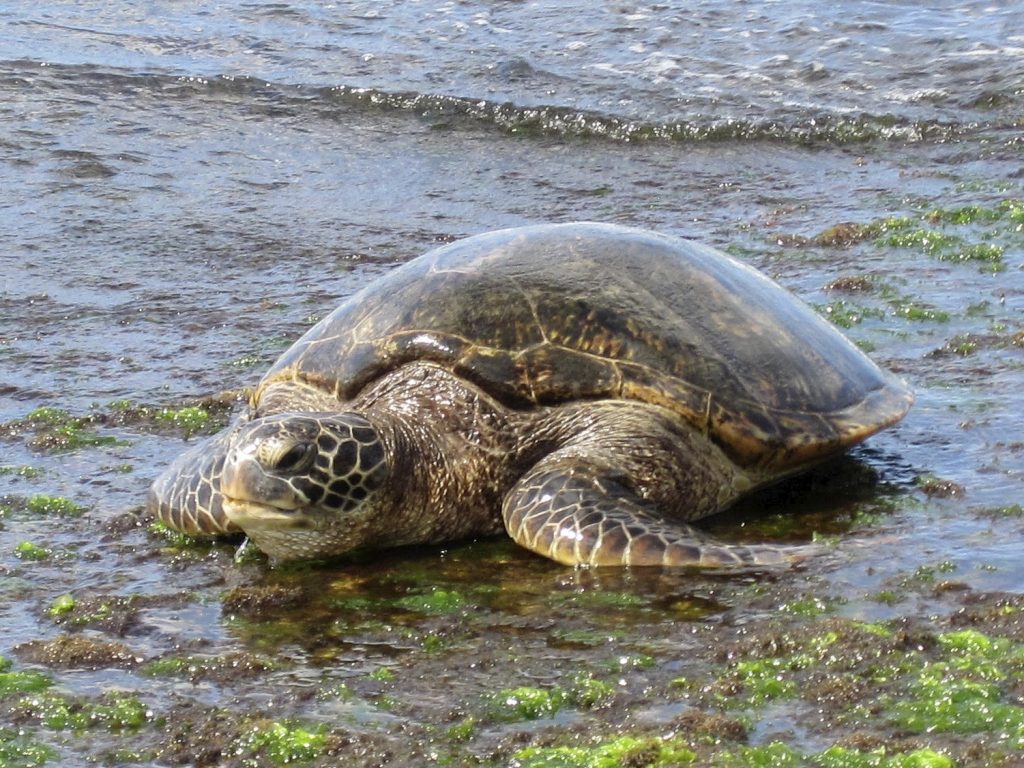 Honu, green sea turtle