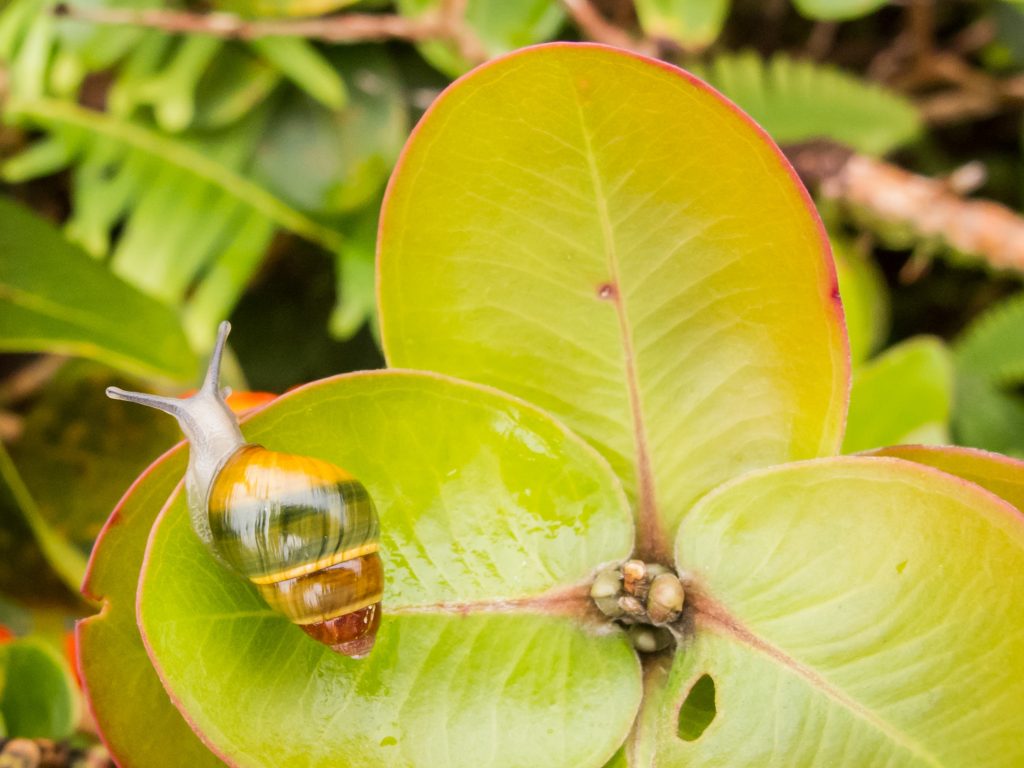 Kāhuli: Achatinella lila, PC David Sischo
