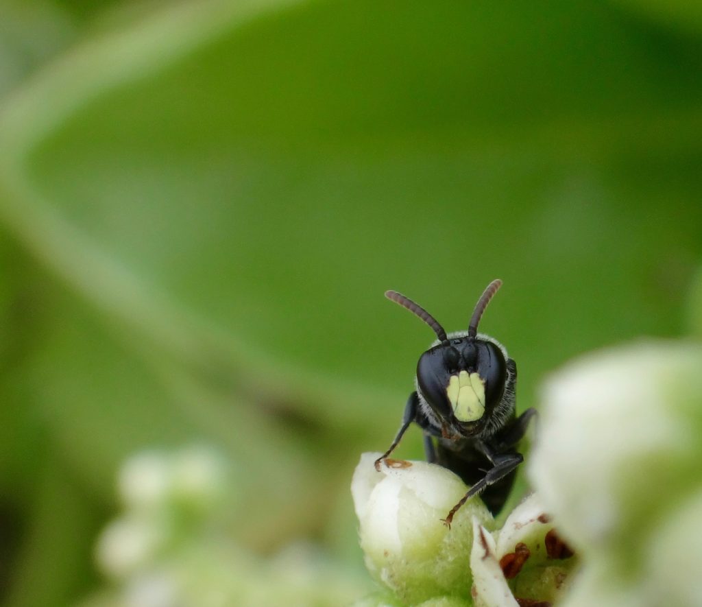 Nalo meli maoli PC Sheldon Plentovich