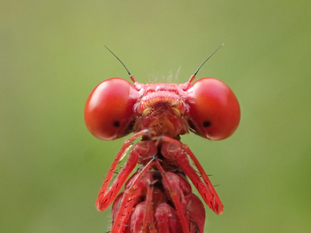 Pinapinao, PC William Haines