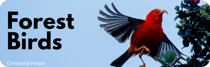 Forest Birds