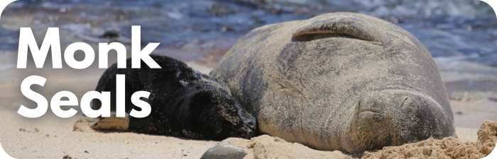 Monk Seals