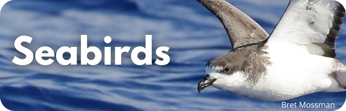 Seabirds