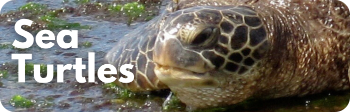 Sea Turtles
