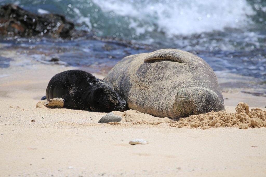 ʻilio-holo-i-ka-uaua, Hawaiian monk seal