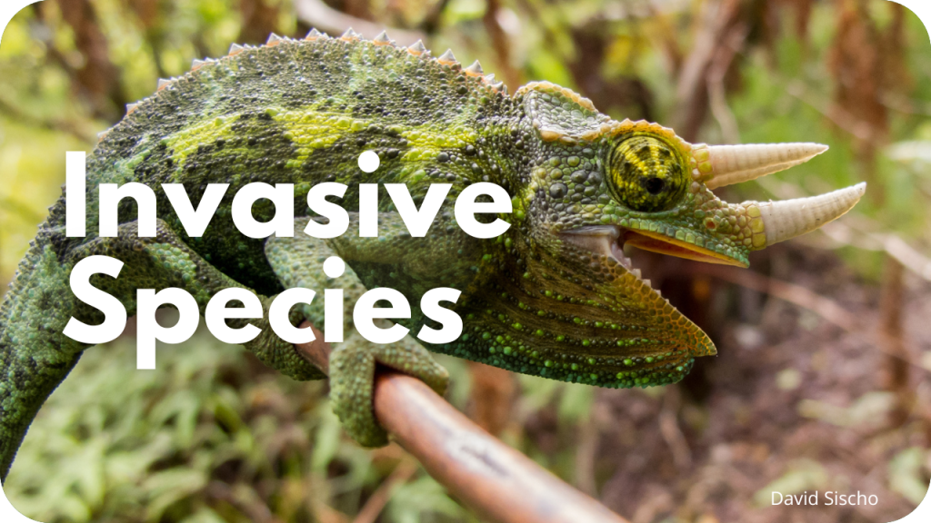 Invasive species