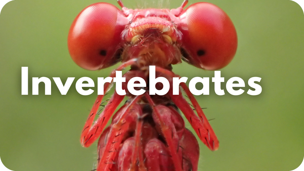 Invertebrates