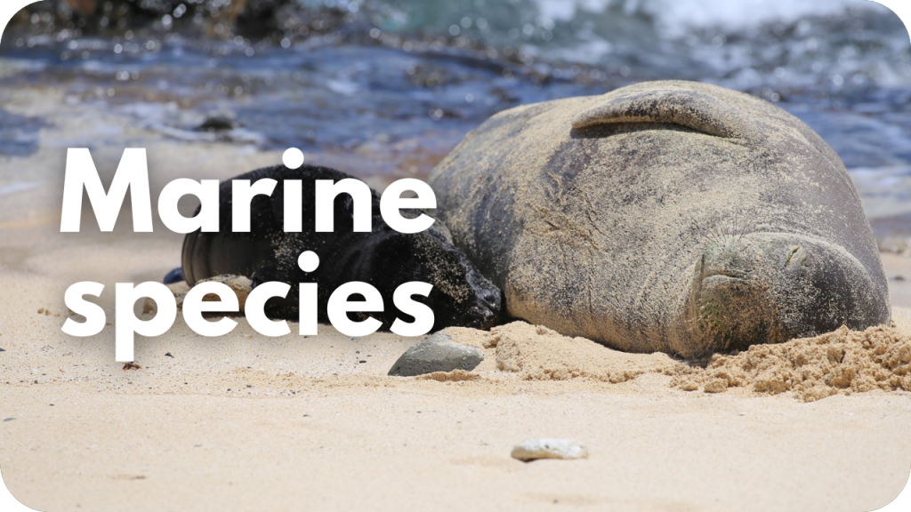 Marine Species