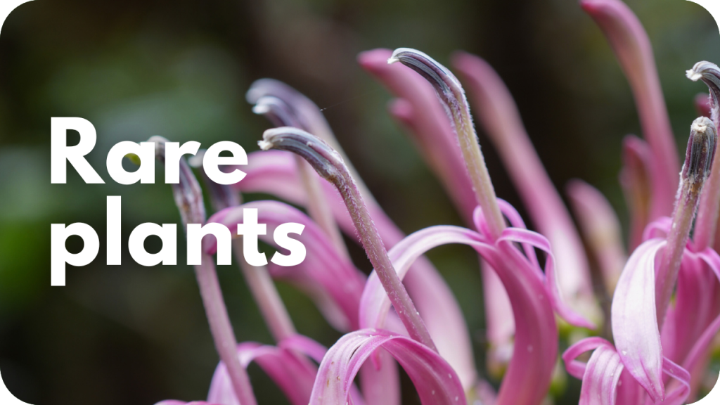 Rare plants