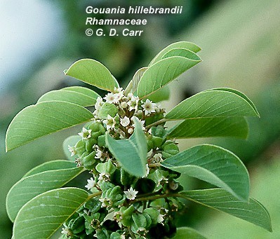 West Maui Gouania hillebrandii