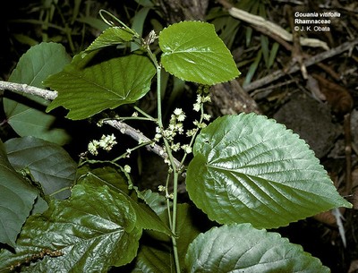 West Maui Gouania vitifolia