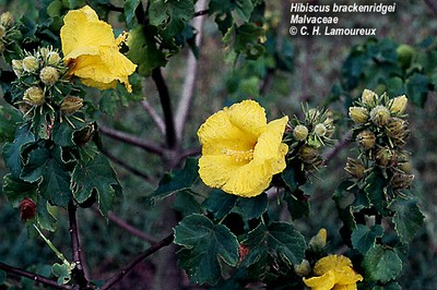 West Maui Hibiscus brackenridgei