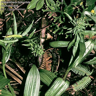 West Maui Platanthera holochila