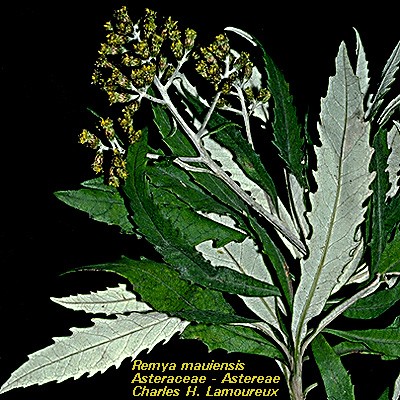 West Maui Remya mauiensis