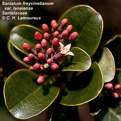 West Maui Santalum freycinetianum var. lanaiense
